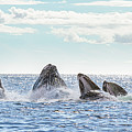 Humpbacks in a Row Photograph by Michael Rauwolf Humpbacks in a Row Photograph by Michael Rauwolf