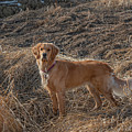 Hunting Dog In The Field Photograph by Karen Rispin Hunting Dog In The Field Photograph by Karen Rispin