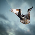 Hunting Osprey by Thomas Nay