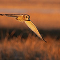 Hunting Short-eared Owl by Judi Dressler