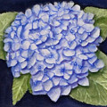 Hydrangea Flower with Blue Background Painting by Kelly Mills Hydrangea Flower with Blue Background Painting by Kelly Mills