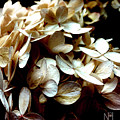 Hydrangea in Sepia Digital Art by Nancy Olivia Hoffmann Hydrangea in Sepia Digital Art by Nancy Olivia Hoffmann