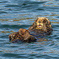 I am Not Looking by Laura Hedien