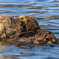 I Have a Secret by Laura Hedien