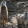 I Smell Food Photograph by David Levin I Smell Food Photograph by David Levin