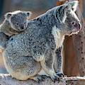 I Want Off Please, Mama Photograph by David Levin I Want Off Please, Mama Photograph by David Levin