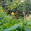 I Web You Photograph by Esoteric Gardens KN I Web You Photograph by Esoteric Gardens KN