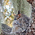 I Will OWL-ways LOVE YOU by Mary Lou Chmura