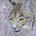 Iberian Lynx, mixed media. Mixed Media by Tony Mills Iberian Lynx, mixed media. Mixed Media by Tony Mills