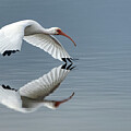Ibis Reflected 62025 by Paul Freidlund