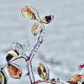 Ice Gilded Rose by Sarah Lilja
