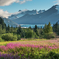 Ice over Fireweed Photograph by David Kirby Ice over Fireweed Photograph by David Kirby