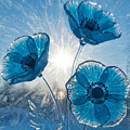 Ice Poppies by Alex Mir