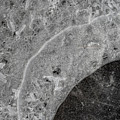 Ice Texture Photograph by Karen Rispin Ice Texture Photograph by Karen Rispin