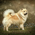 Iceland dog by Maggy Pease