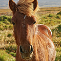 Iceland Horse Photograph by Matteo Del Grosso Iceland Horse Photograph by Matteo Del Grosso