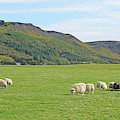 Iceland sheep Photograph by Yvonne Jasinski Iceland sheep Photograph by Yvonne Jasinski