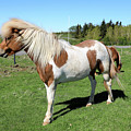 Icelandic Horse Photograph by Richard Krebs Icelandic Horse Photograph by Richard Krebs