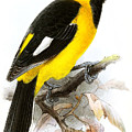 Icterus graceannae Drawing by John Gerrard Keulemans Icterus graceannae Drawing by John Gerrard Keulemans