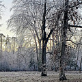 Icy Morning at Silverbrook Gateway Photograph by GeeLeesa Photography and FineArt
