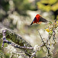 IIwi Landing by Charlie Osborn