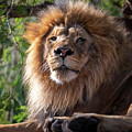 I'm Looking at You Photograph by David Levin I'm Looking at You Photograph by David Levin