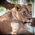 I'm Not Watching You Photograph by David Levin I'm Not Watching You Photograph by David Levin