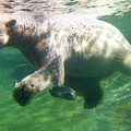 I'm Swimming as Fast as I Can Photograph by David Levin I'm Swimming as Fast as I Can Photograph by David Levin