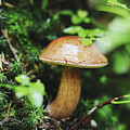 Imleria badia is squatting in the undergrowth. Photograph by Vaclav Sonnek Imleria badia is squatting in the undergrowth. Photograph by Vaclav Sonnek