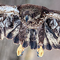 Immature Bald Eagle in flight Photograph by Paul Freidlund Immature Bald Eagle in flight Photograph by Paul Freidlund