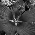 Imperfectly Perfect Macro BW Photograph by Lee Darnell Imperfectly Perfect Macro BW Photograph by Lee Darnell