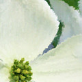 Impression Dogwood 4 Digital Art by Tina Uihlein Impression Dogwood 4 Digital Art by Tina Uihlein