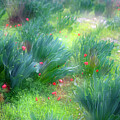 Impressionistic blossom in the meadow by Dubi Roman