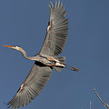 Impressive Wingspan of the Great Blue Heron. Photograph by Paul Martin Impressive Wingspan of the Great Blue Heron. Photograph by Paul Martin