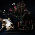 Memento Mori by Holly Ross