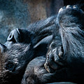 In Deep Thought Photograph by David Levin In Deep Thought Photograph by David Levin