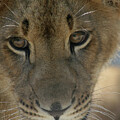 In Deep Thought by Laurie Lago Rispoli