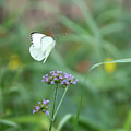 In Flight by Cathy Donohoue