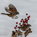In for a Landing Photograph by Regina Muscarella In for a Landing Photograph by Regina Muscarella