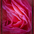 In the Folds by Norman Reid