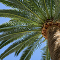 In the shade of a tall palm tree, summer on the beach Photograph by Adriana Mueller In the shade of a tall palm tree, summer on the beach Photograph by Adriana Mueller