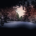In the Shadows by David Patterson