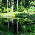 In the trees Photograph by Leslie Struxness In the trees Photograph by Leslie Struxness
