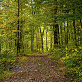 In The Woods Photograph by John Morzen