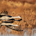 Incoming by Mary Hone