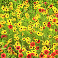 Indian Blanketflowers And Coreopsis Texas Photograph by Dave Welling Indian Blanketflowers And Coreopsis Texas Photograph by Dave Welling