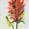 Indian Paintbrush by Deahn Benware