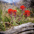 Indian Paintbrush by Gina Gardner