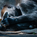 Insomnia Photograph by David Levin Insomnia Photograph by David Levin