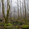 Into the Foggy Forest Photograph by Jamie Tyler Into the Foggy Forest Photograph by Jamie Tyler